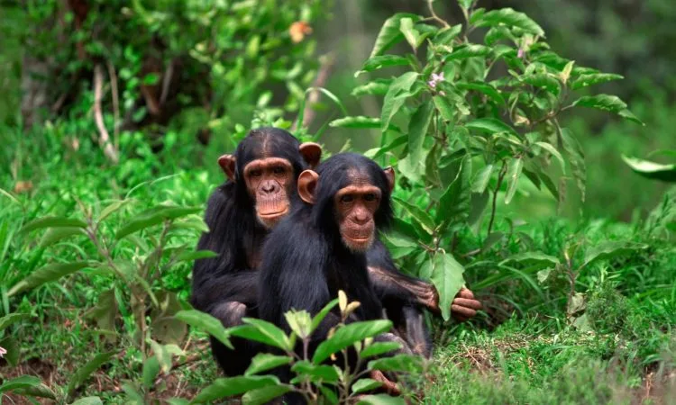 Rwanda Gorilla and Chimpanzee Trekking Tour