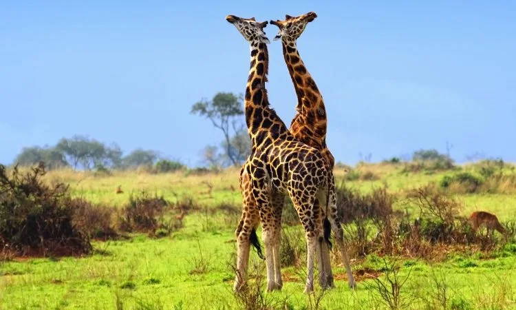 Guided Tours of Uganda’s National Parks: Explore Wild
