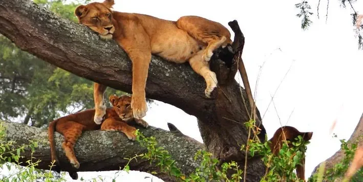 Queen Elizabeth & Lake Mburo National Park Tour