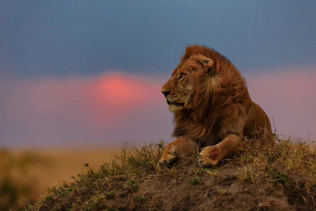 Masai Mara and Amboseli Wildlife Safari