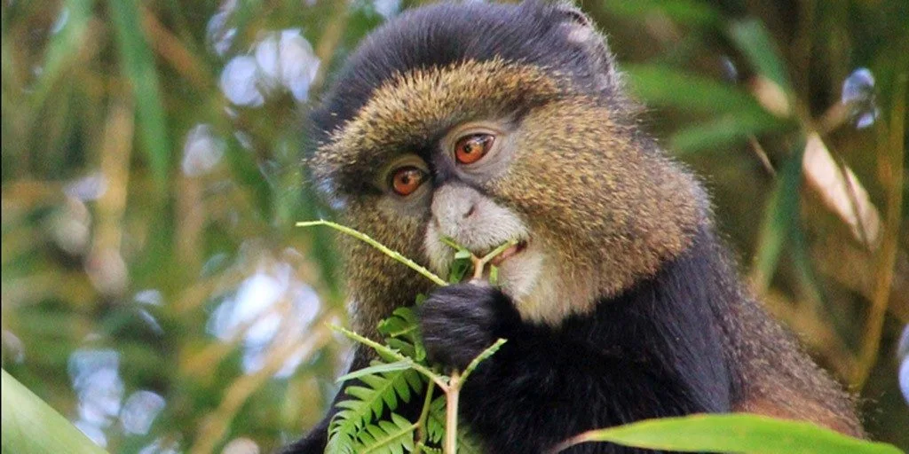 Rwanda Golden Monkey Trekking Tour