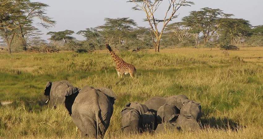 Tanzania Budget Safari