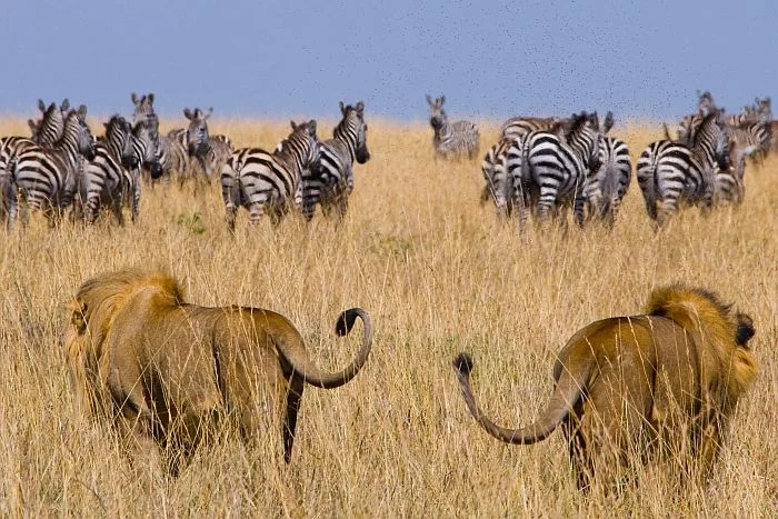 Luxury Kenya Safari – Ultimate Wildlife & Big Five Experience