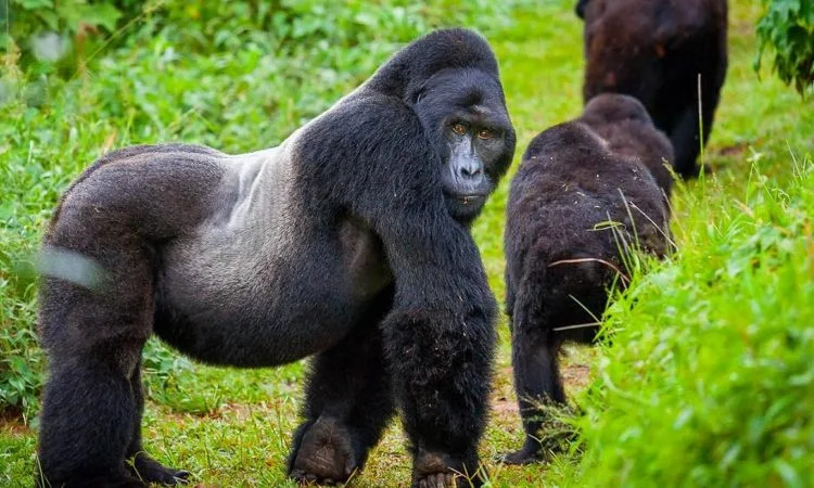 Rwanda Gorilla and Chimpanzee Trekking Tour