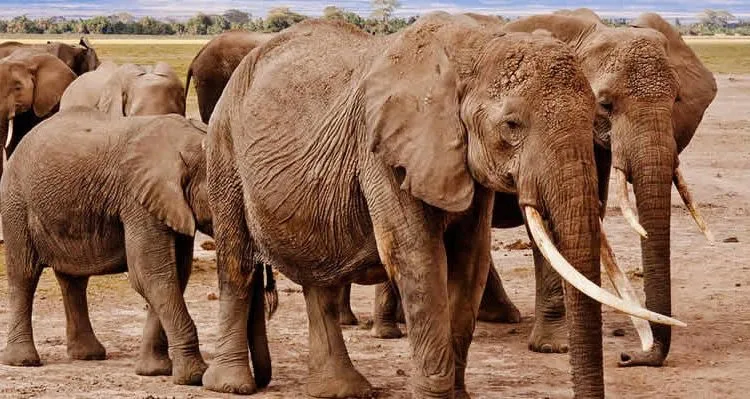 Kenya Safari Itinerary – A Thrilling Wildlife Adventure